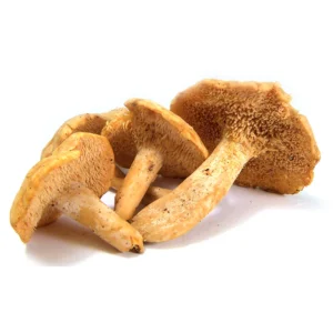 HEDGEHOG DRIED MUSHROOM UK